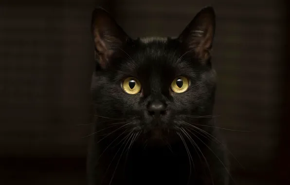 Картинка кошка, глаза, кот, взгляд, темнота, фон, черный, желтоглазый, эффектный