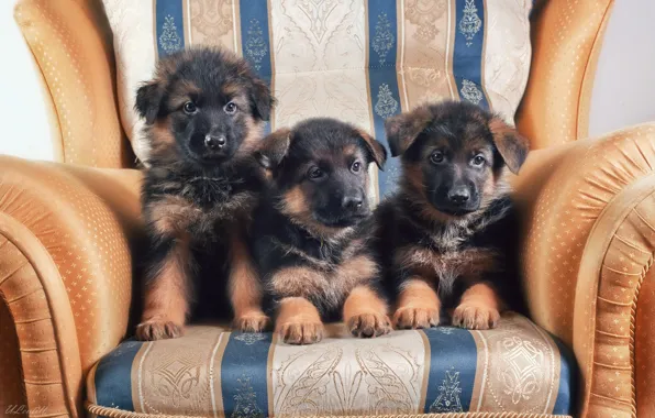 Картинка кресло, щенки, трио, немецкая овчарка