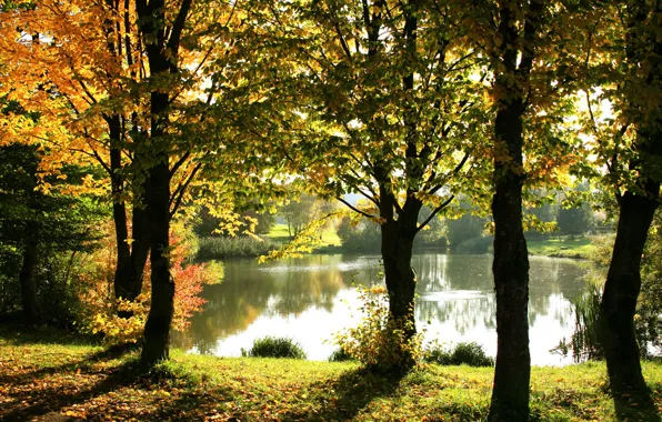 Картинка осень, отражения, деревья, озеро, забор, солнечный свет, золотая листва