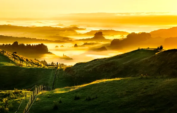 Картинка New Zealand, Foggy, Golden Sunrise