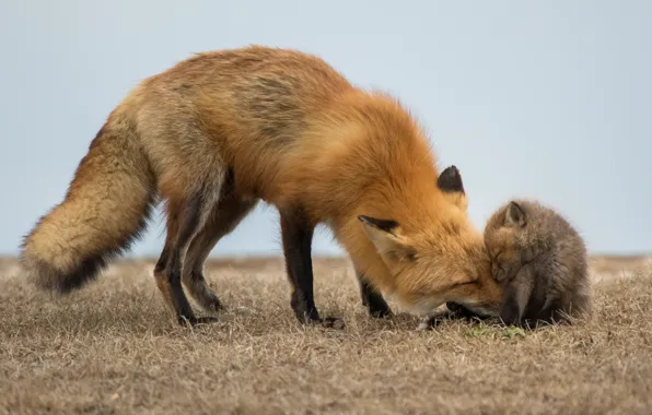 Картинка природа, Red Fox, babies