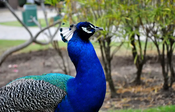 Картинка птица, павлин, bird, оперение, красивая птица, яркое оперение, peacock, beautiful bird