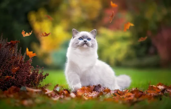 Картинка осень, кошка, поза, парк, котенок, листва, игра, пушистый, листопад, милашка, голубоглазый, лапка, кустик, рэгдолл