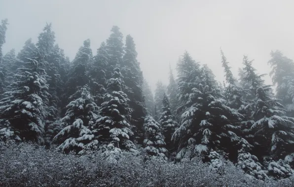 Картинка зима, лес, снег, деревья, ёлки
