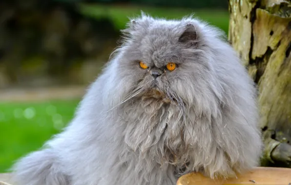 Картинка кот, пушистый, перс, персидский кот, важный