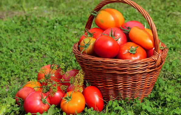 Картинка трава, корзина, урожай, плоды, помидоры, томаты