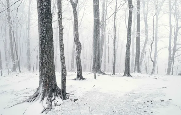 Картинка лес, снег, стволы