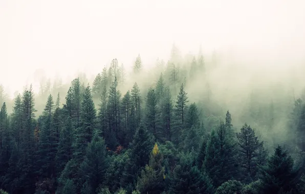 Картинка лес, туман, Природа, красота, сосны, ёлки