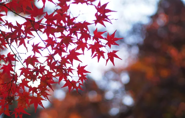 Картинка осень, листья, макро, ветки, природа, блики, Дерево, размытость, красные, клен