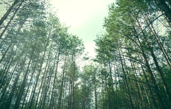 Картинка лес, лето, зелёный, сосны