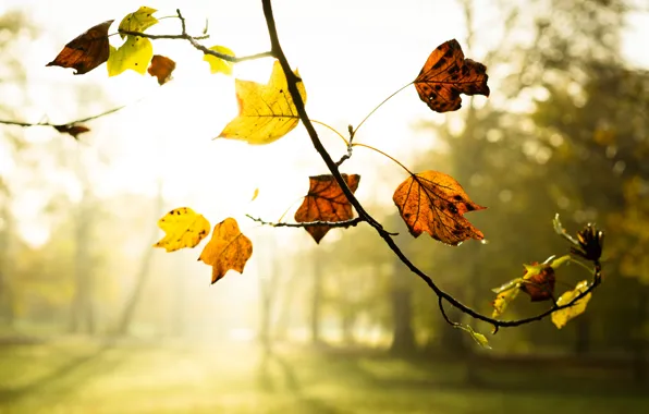 Картинка осень, листья, туман, ветка, утро