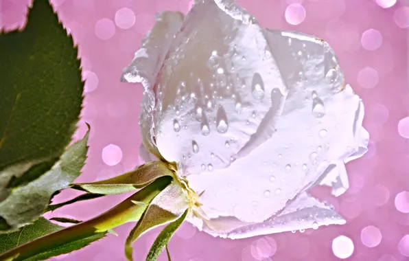 Картинка цветок, вода, капли, роса, роза, лепестки, бутон