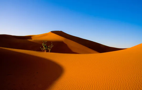 Картинка песок, небо, барханы, пустыня, куст