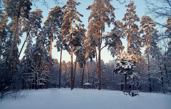 Картинка зима, снег, поляна