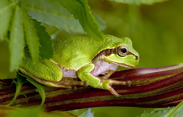 Картинка leaves, pose, green toad