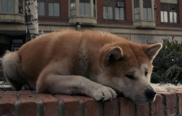 Картинка грусть, собака, пес, лежит, ожидание, акита-ину, хатико:самый верный друг