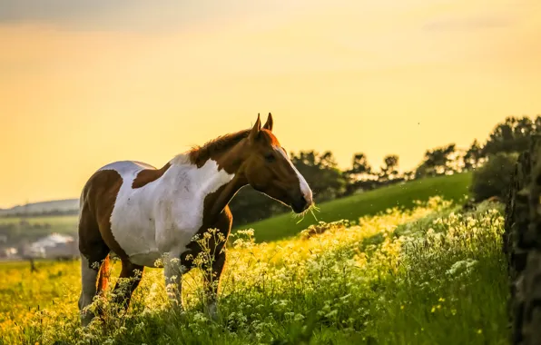 Картинка поле, природа, конь, лошадь