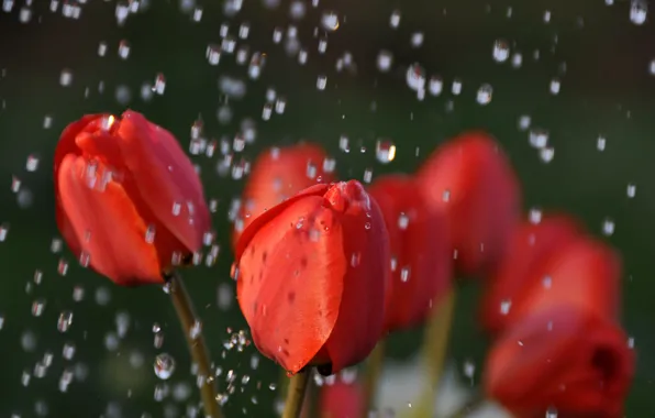Картинка вода, капли, макро, цветы, природа, дождь, тюльпаны, красные, бутоны