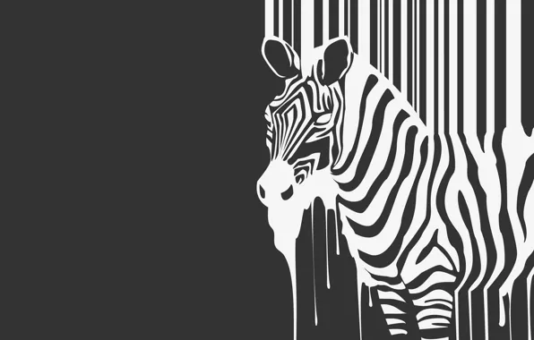 Картинка полоски, ч/б, зебра, зверь, течет, animal, zebra