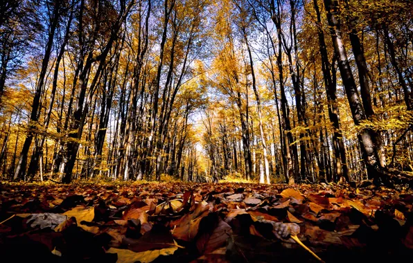 Картинка дорога, осень, лес, листья, солнце, деревья, дорожка
