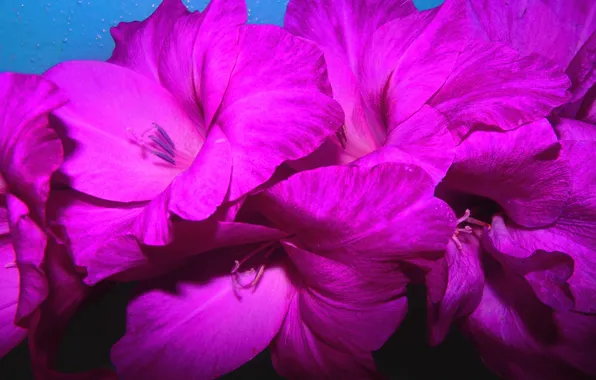 Картинка цветы, фото, лепестки, лиловый, гладиолус