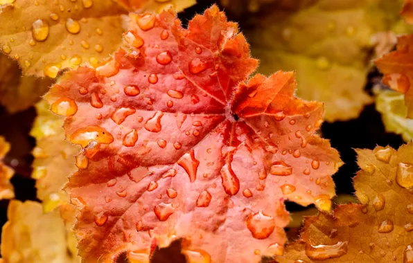 Картинка осень, листья, вода, капли, природа, лист, капельки, желтые, оранжевые