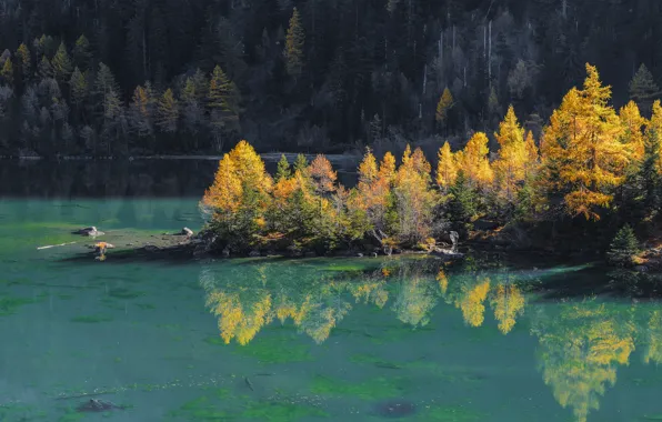 Картинка осень, лес, деревья, озеро, остров, склон