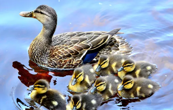 Картинка summer, Canada, river, nature, autumn, lake, tree, birds, fly, baby, duck, fall, wilderness