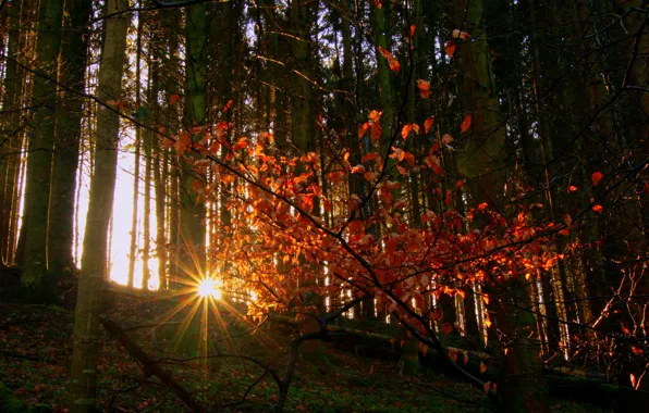 Картинка осень, лес, листья, солнце, лучи, деревья, склон