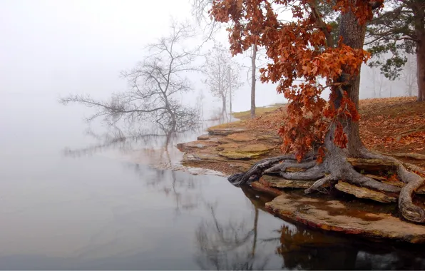 Картинка осень, деревья, утренний туман, у воды