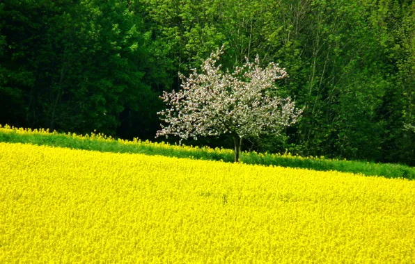 Картинка поле, деревья, цветы, дерево, весна, Nature, цветение, trees, field, жёлтые, spring, yellow flowers