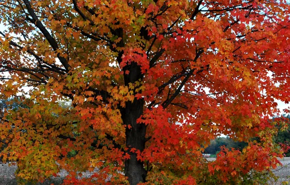 Картинка листья, дерево, colors, Осень, autumn, leaves, tree, fall