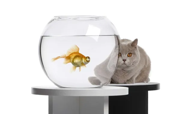 Картинка кот, аквариум, золотая рыбка