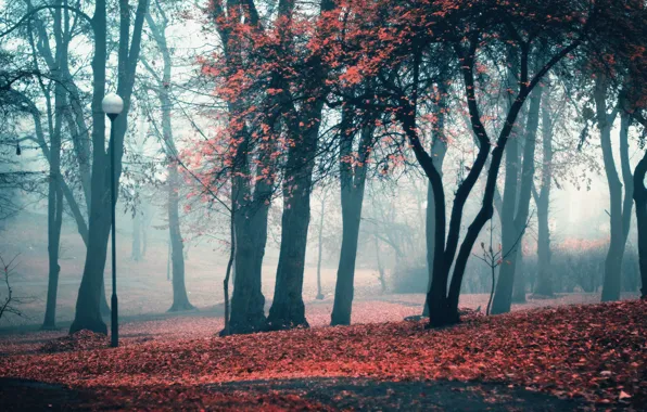 Картинка осень, листья, деревья, парк, фонарь