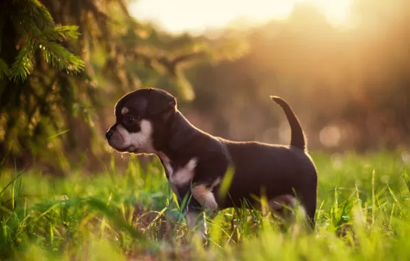 Картинка трава, закат, grass, sunset, маленькая собака, little dog