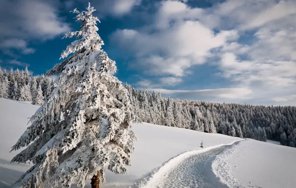Картинка зима, дорога, лес, небо, снег, деревья, елка, ель