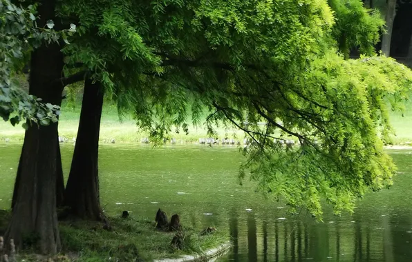 Картинка зелень, лето, озеро, green, summer, Nature, trees, lake