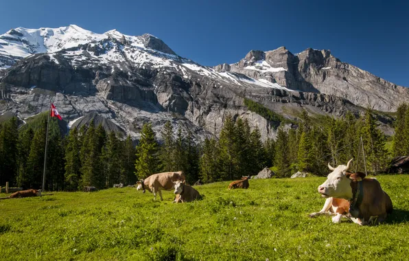 Картинка горы, Швейцария, коровы, луг, Switzerland