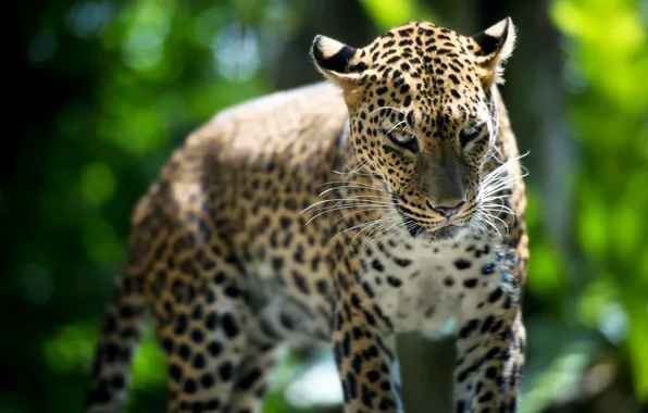 Картинка зверь, Leopard, Singapore Zoo