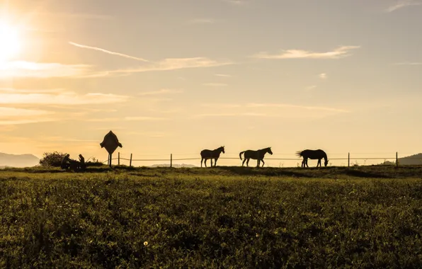 Картинка поле, небо, трава, солнце, кони, вечер, лошади, силуэты, загон