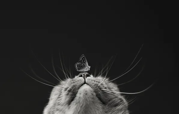Картинка кошка, макро, бабочка, мордочка, чёрно-белая, монохром, чёрный фон