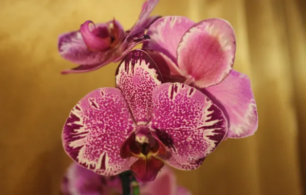 Картинка цветы, розовый, орхидея