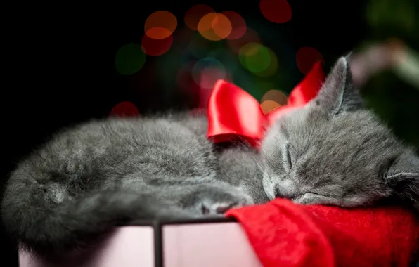 Картинка кошка, кот, котенок, серый, коробка, спит, бант, ленточка