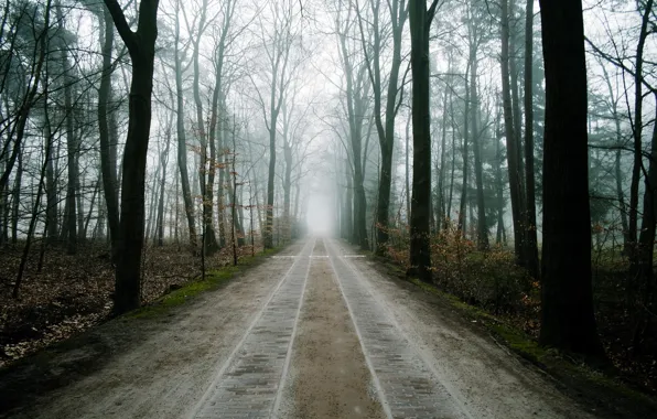 Картинка дорога, лес, пейзаж, туман
