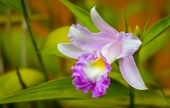 Картинка макро, лепестки, орхидея, Каттлея