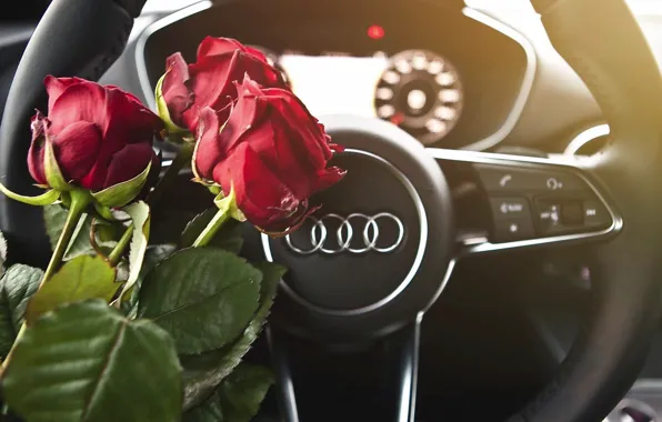 Картинка макро, цветы, Audi, розы