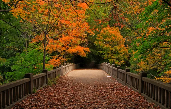 Картинка осень, лес, листья, деревья, мост, природа, парк, вид, прогулка, forest, trees, nature, bridge, park, autumn, …