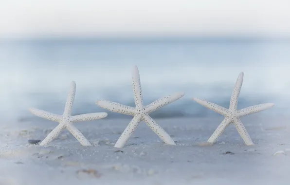 Картинка песок, пляж, боке, морские звезды