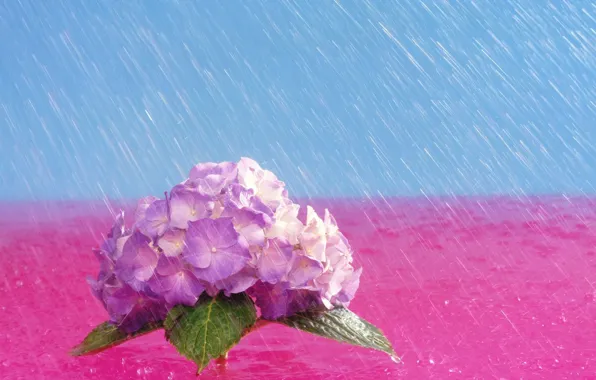 Картинка цветы, яркие, Дождь