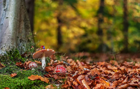 Картинка осень, лес, листья, природа, грибы, мухоморы